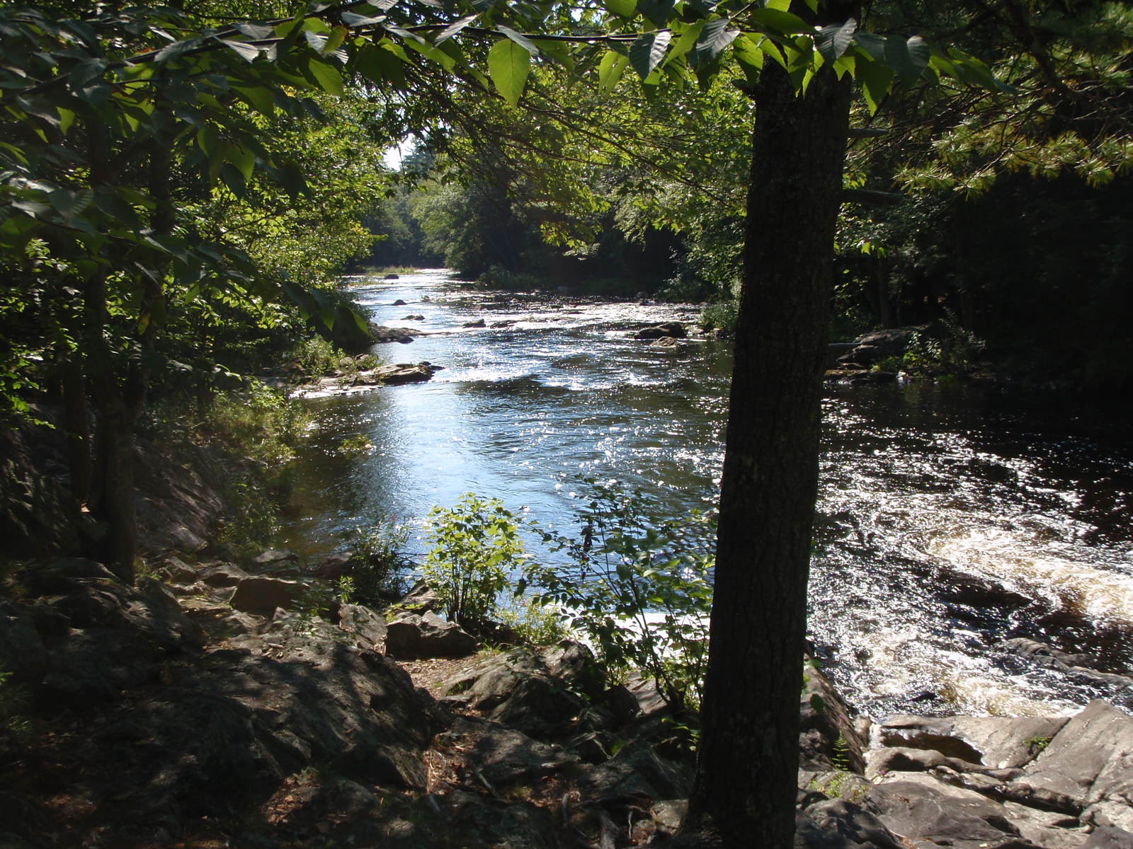the Lamprey River flows through a lush forest