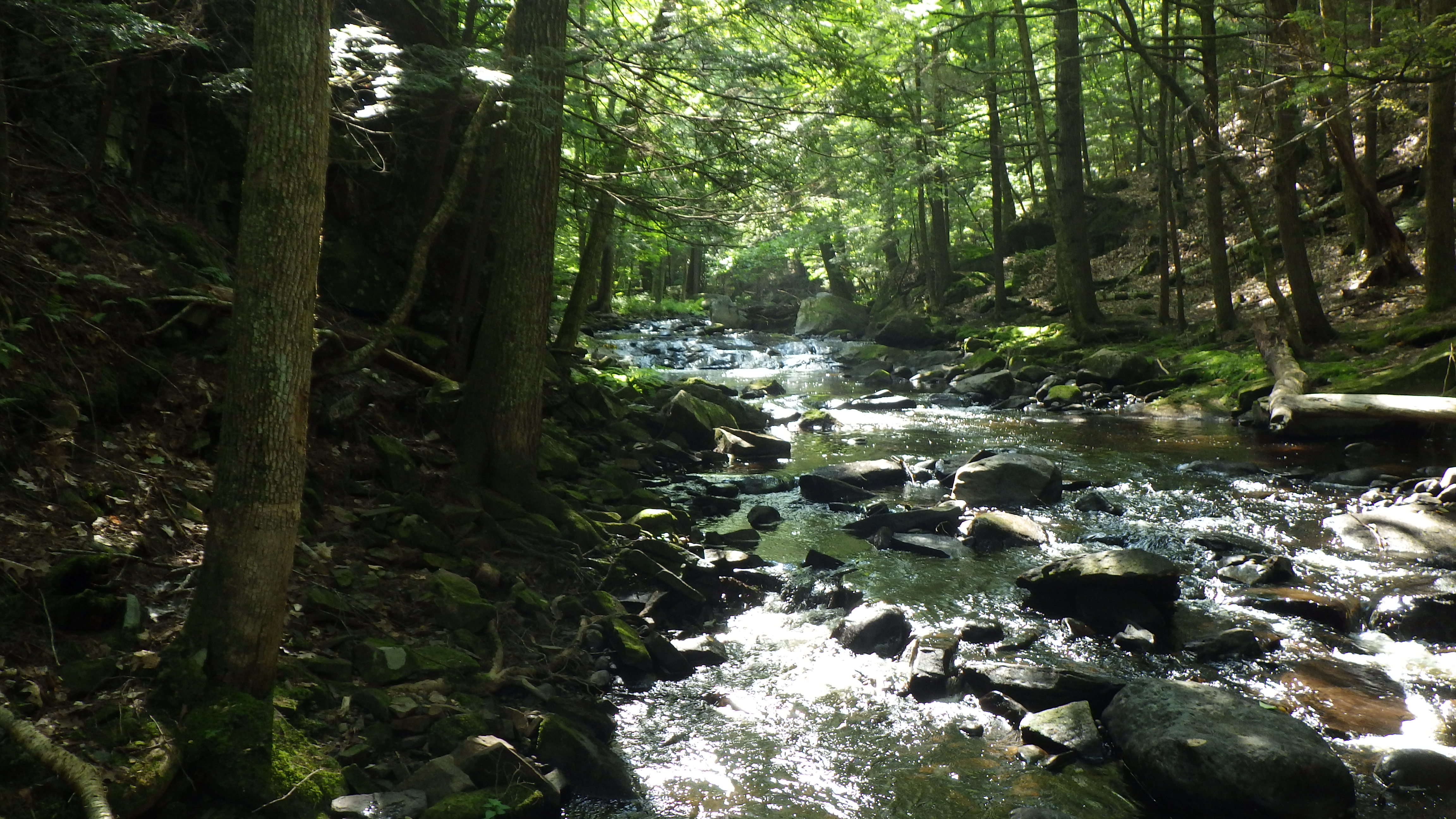 photo of Salmon Brook, Sanbornton with vegetated buffer and tree canopy 
