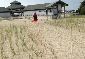  Dune grass planted in sand with a person in the background.