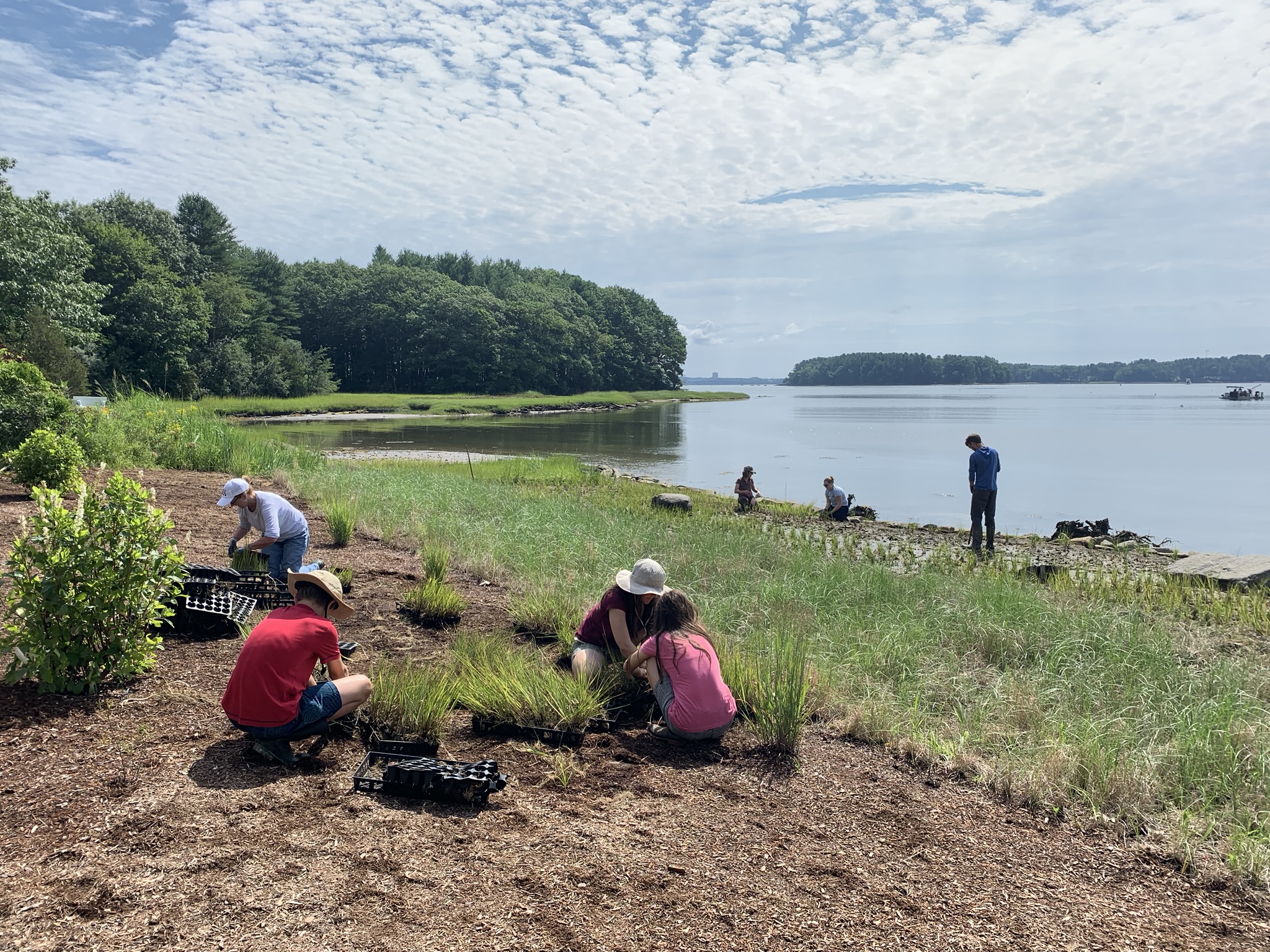 Volunteers planting salt marsh plants at a living shoreline.