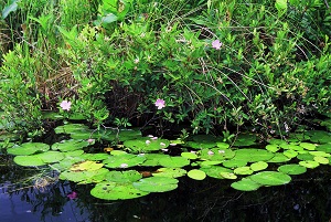 lily pads and flowers