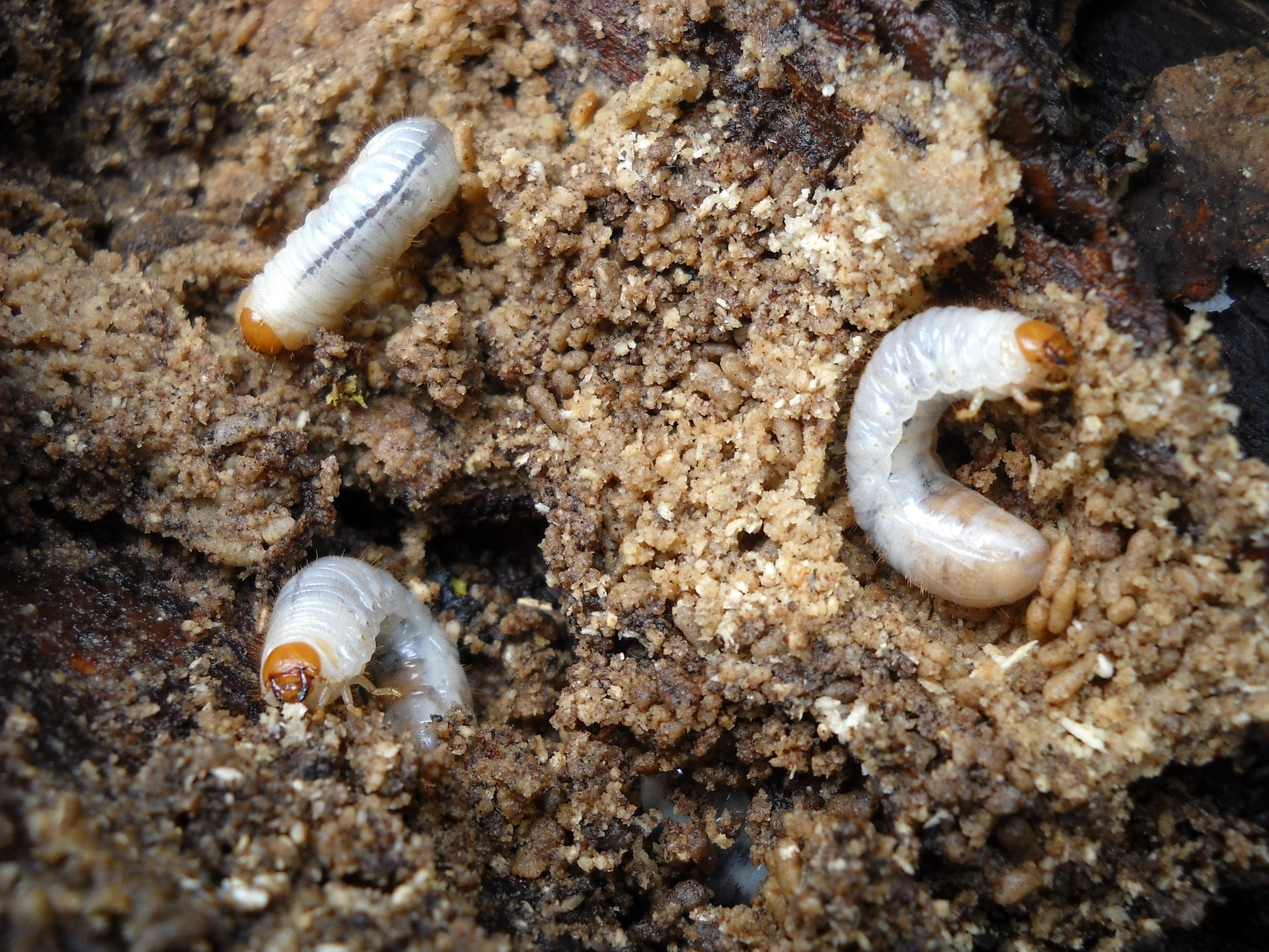 Photograph of 3 white grubs in soils. 