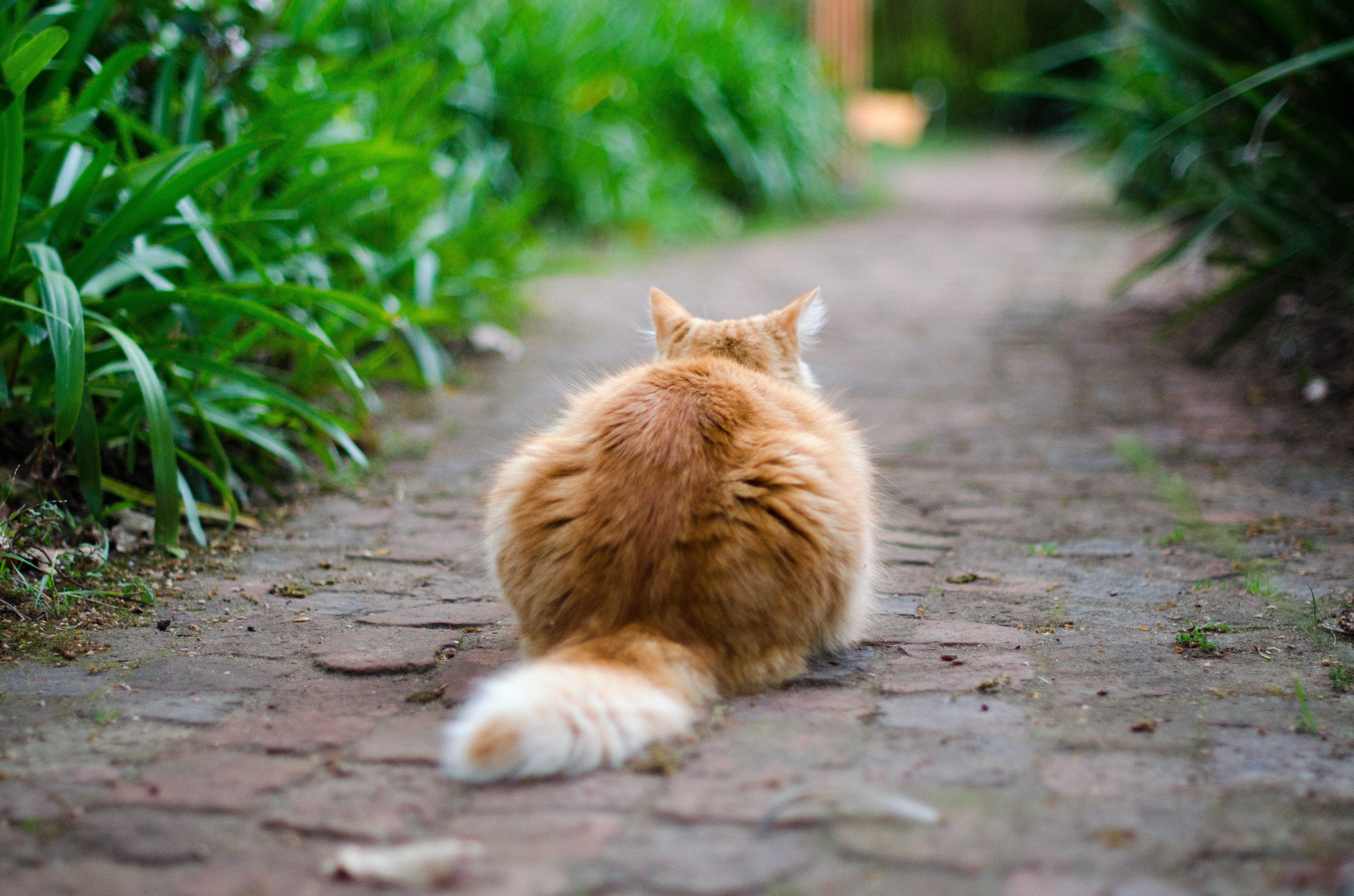 A cat sits on a brick path surrounded by tall grass 