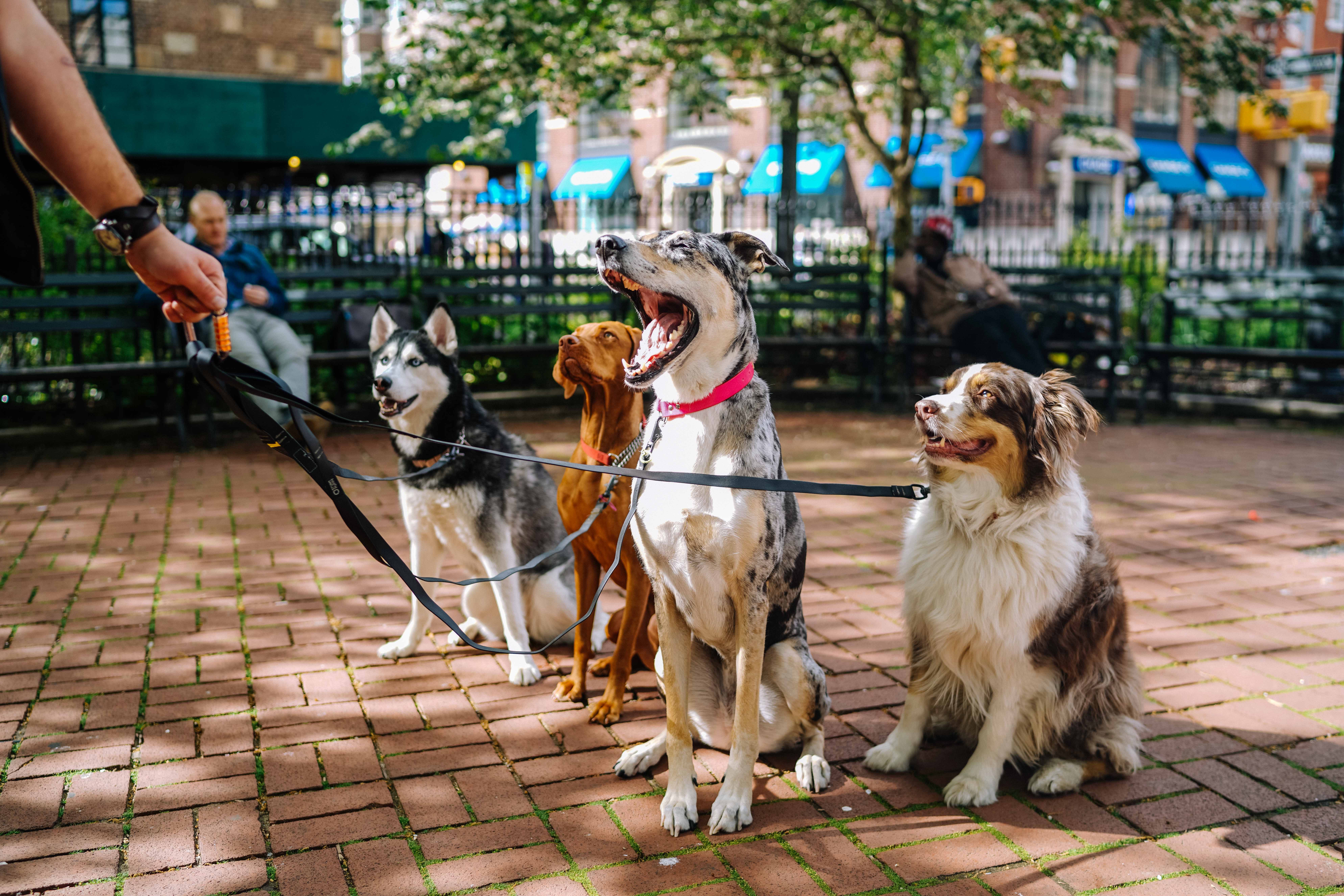  Four dogs on leashes sit in the middle of a city park