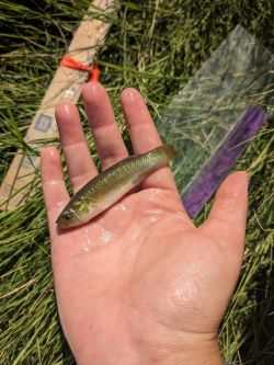 a hand holds a small fish