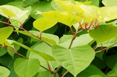 A plant with green leaves.