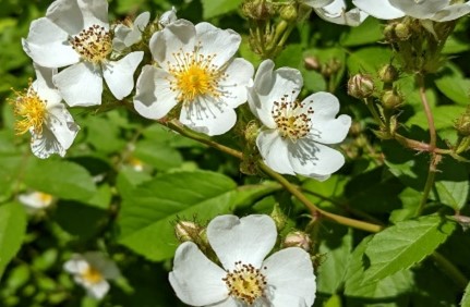 A plant with green leaves and flowers with white petals.