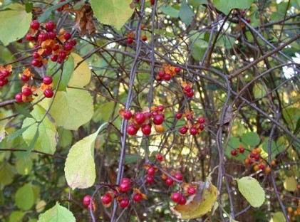 A plant with green leaves and red berries.