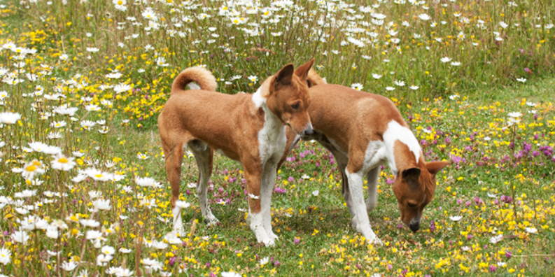 Two dogs stand in grass that is inundated with white, yellow, and purple wildflowers.