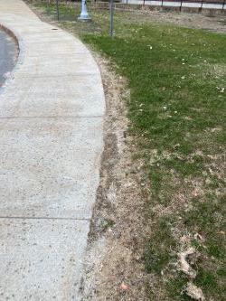 Dead grass running along edge of sidewalk.