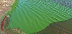 a bright green cyanobacteria bloom in a lake