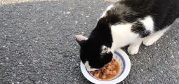 A cat eats from a bowl