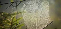 a cobweb glistens in the light