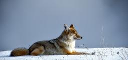 a coyote sits in the snow