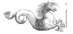 illustration of a mer-equine