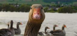 a close-up of a goose
