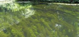 invasive aquatic plant specieis in a body of water