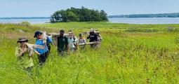 volunteers walk through tall salt marsh grass