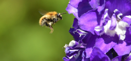 a bee flies near a purple flower