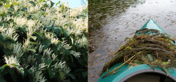 dense variable milfoil in bloom with white flowers