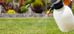 handheld pressurized bottle spraying a clear liquid on a lawn