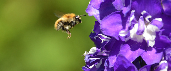 Bumblebees: Essential Pollinators for Your Garden