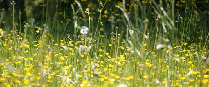 A field with dandelions and yellow flowers.