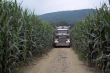 Tractor trailer in cornfield delivering biosolids.