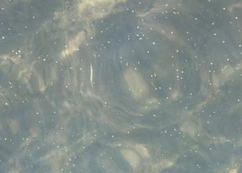 A cyanobacteria bloom appearing as tiny round dots floating in the water.